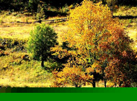 成都、稻城亞丁香格里拉13日全景游