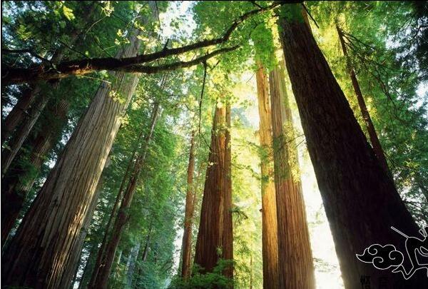 林芝、雅魯藏布大峽谷、日喀則、珠峰九日游