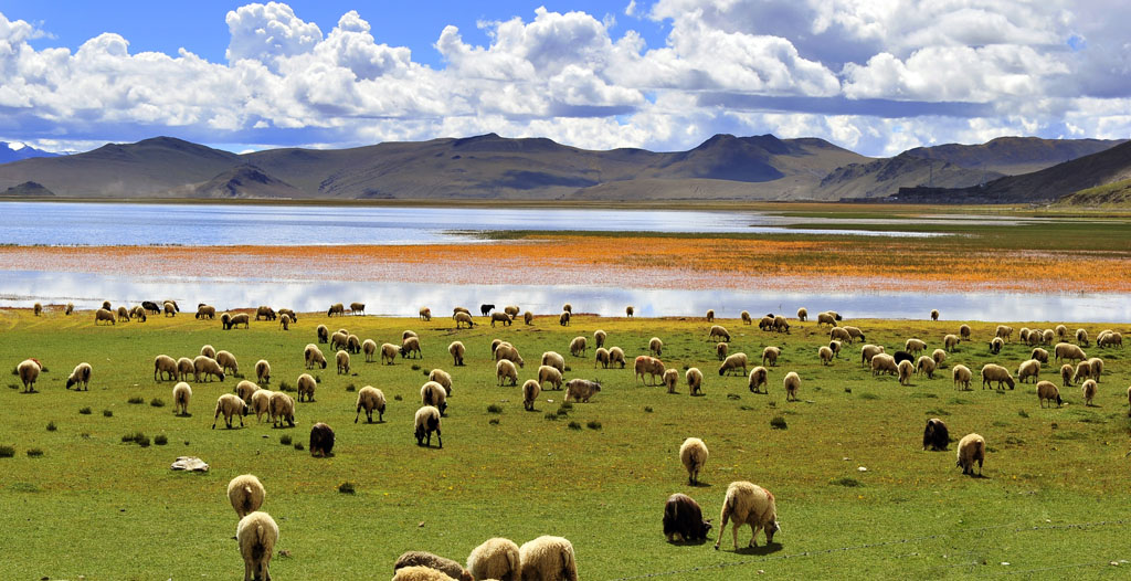 成都租車(chē)去拉薩 圓你最美西藏夢(mèng)