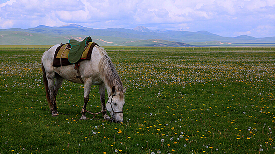結伴自駕去看最美的草原花海?紅原大草原