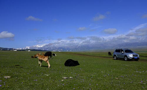 成都租車價格一路上揚 小心做了&ldquo;冤大頭&rdquo;